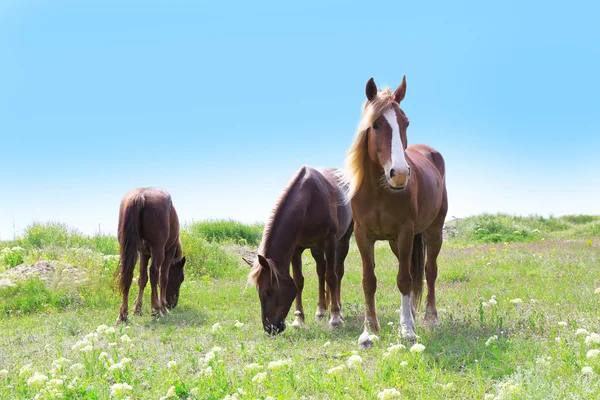 Tre cavalli al pascolo sul prato — Foto Stock