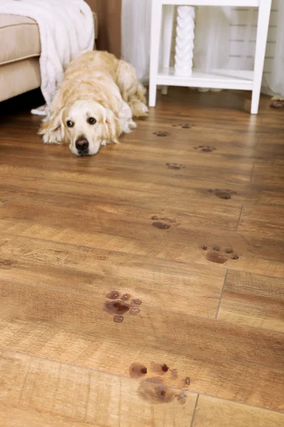 Cute Labrador en modderige paw prints op houten vloer in kamer — Stockfoto