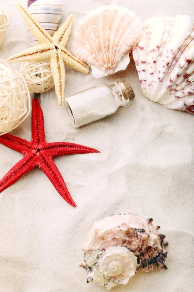 きれいな貝殻砂の上 — ストック写真