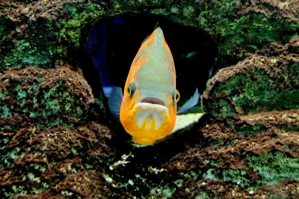 Mondo subacqueo - pesci esotici in un acquario — Foto Stock