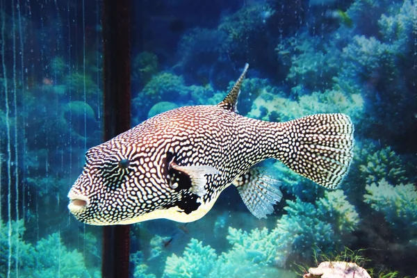 Підводний світ - екзотична риба в акваріумі — стокове фото