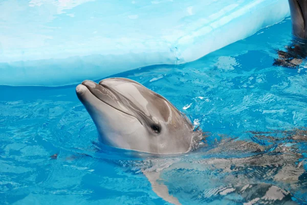 Cute dolphin in the dolphinarium — Stock Photo, Image