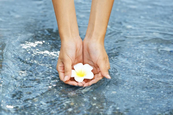 Mains féminines tenant la fleur et touchant l'eau — Photo