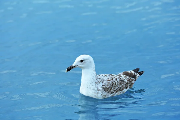 Beautiful seagulls on water — Stock Photo, Image