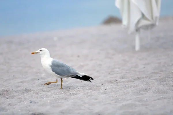 Marche de la mouette sur la plage de sable — Photo