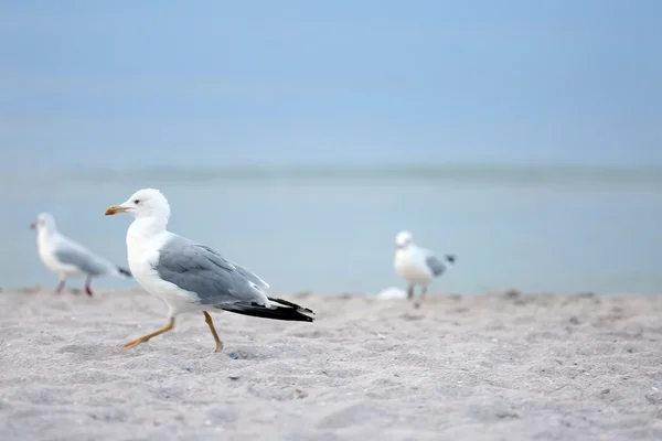 Passeios de gaivota na praia de areia — Fotografia de Stock