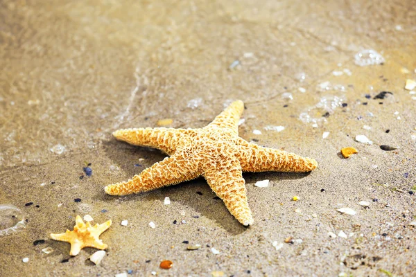 Hermosa estrella de mar en la playa de arena —  Fotos de Stock