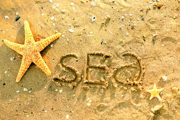 Starfish on wet sandy beach — Stock Photo, Image