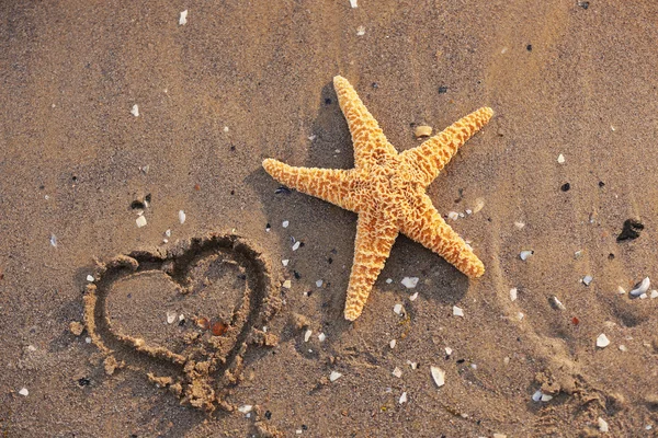 Starfish na praia de areia molhada — Fotografia de Stock