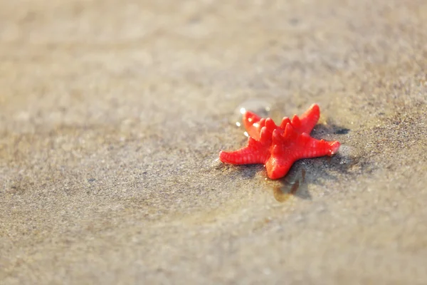 Pequeña estrella de mar roja en la playa —  Fotos de Stock