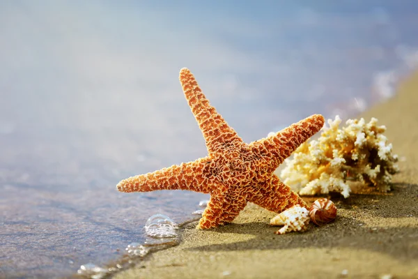 Hvězdice a korálů na pozadí přímořská krajina — Stock fotografie