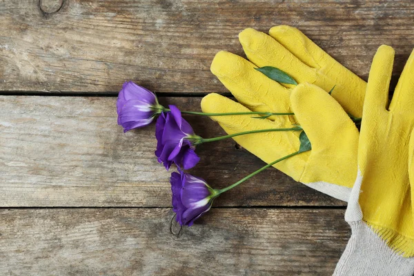 Flori și mănuși de grădină — Fotografie, imagine de stoc