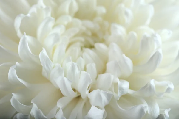 Beautiful chrysanthemum flower — Stock Photo, Image