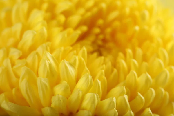 Autumn yellow chrysanthemum — Stock Photo, Image