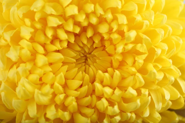 Autumn yellow chrysanthemum — Stock Photo, Image