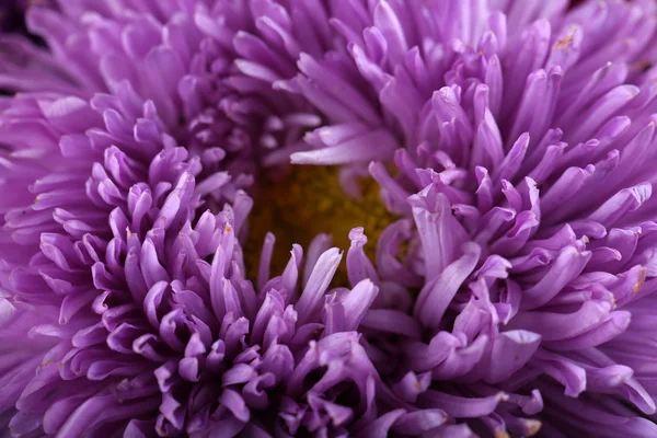 Hermosa flor de crisantemo — Foto de Stock