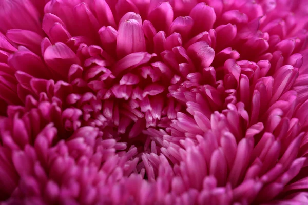 Schöne Chrysanthemenblüte — Stockfoto