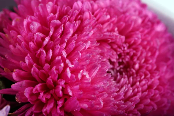 Chrysanthème à fleurs violettes — Photo