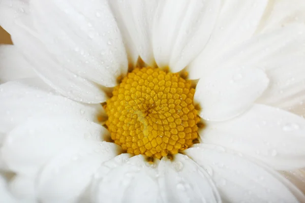 Λευκό λουλούδι ευαίσθητα — Φωτογραφία Αρχείου