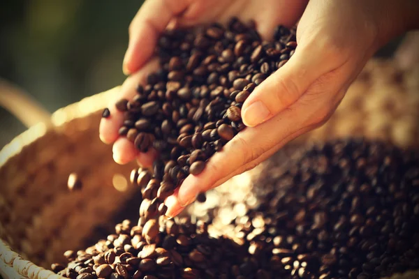 Granos de café cayendo de las manos — Foto de Stock