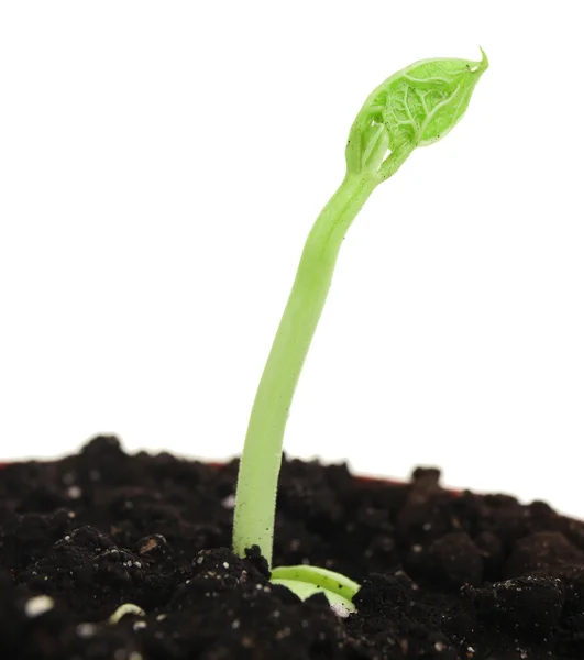 Green seedling growing from soil — Stock Photo, Image