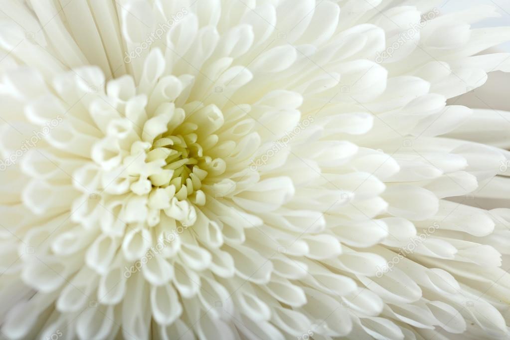 Soft flower - white chrysanthemum,