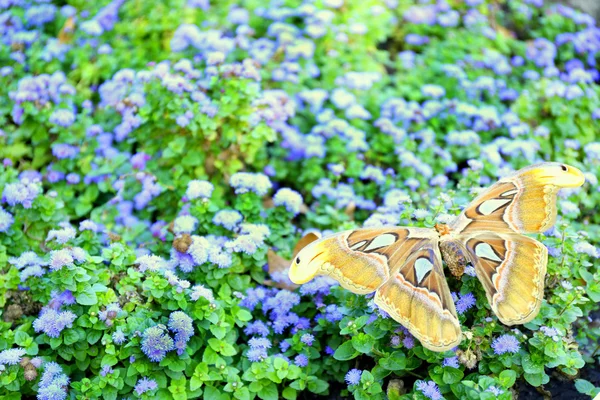 Grote kleurrijke vlinder — Stockfoto