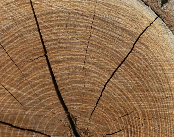 Textura de madeira de tronco de árvore — Fotografia de Stock