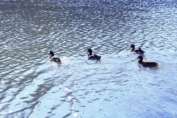 Anatre che nuotano in acqua — Foto Stock