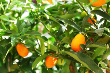 Renkli turuncu meyve