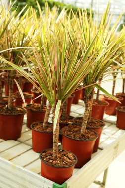 Çiçekler çok büyük sera