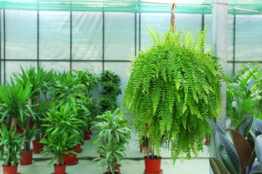 Çiçek ve bitkilerle dolu bir sera