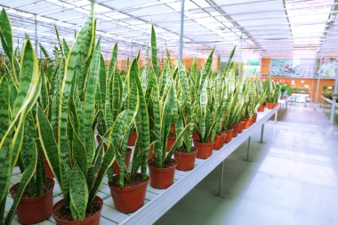 Çiçek ve bitkilerle dolu bir sera