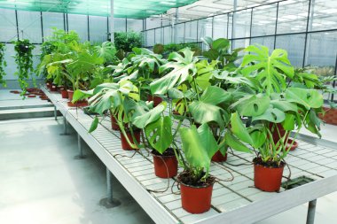 Çiçek ve bitkilerle dolu bir sera