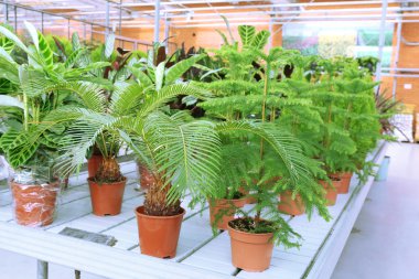 Çiçek ve bitkilerle dolu bir sera