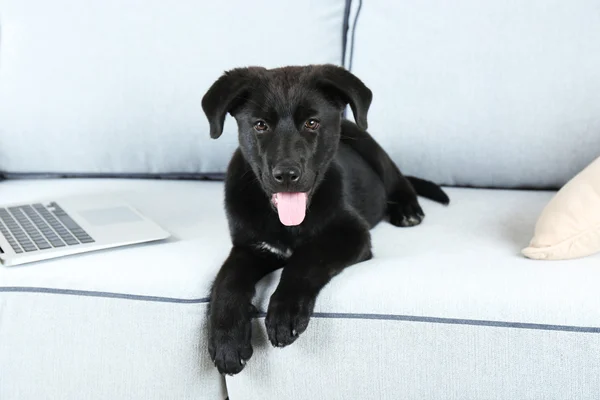 在白色的沙发上的黑色猎犬 — 图库照片