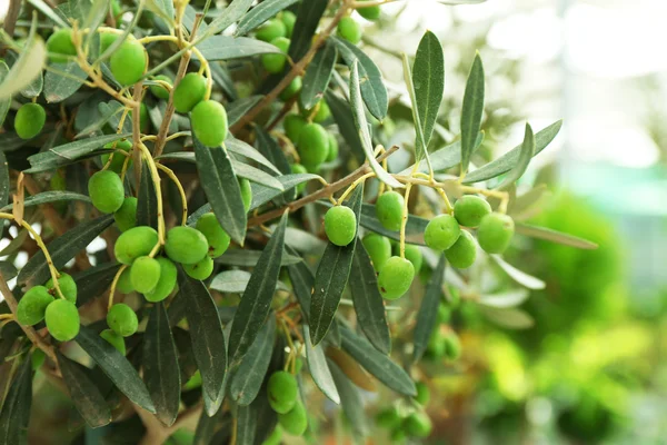 Olivträd i växthus — Stockfoto