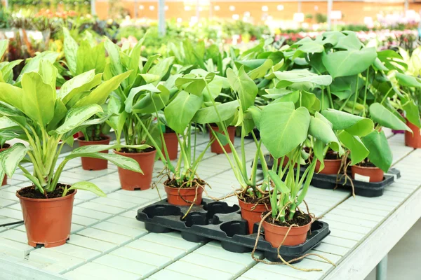 Gewächshaus mit Blumen und Pflanzen — Stockfoto