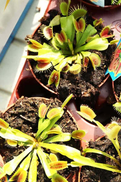 Cactus in flower pots — Stock Photo, Image