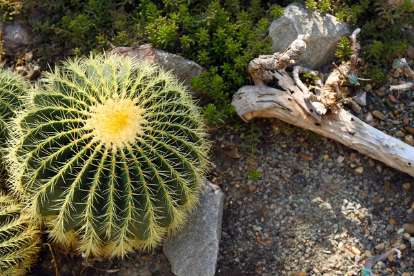 Cactus plantado en el jardín — Foto de Stock