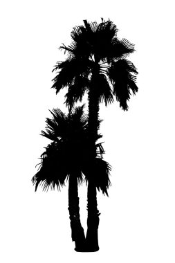 siyah palmiye ağacı siluet