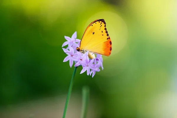 野生の花の美しい蝶 — ストック写真