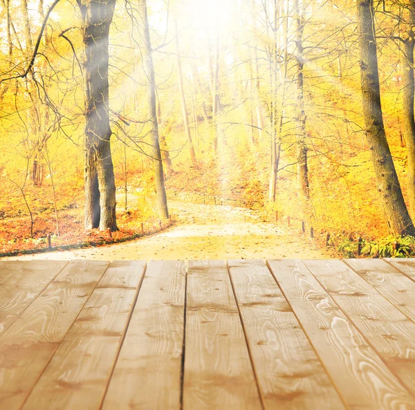 Sunlight in autumn forest — Stock Photo, Image