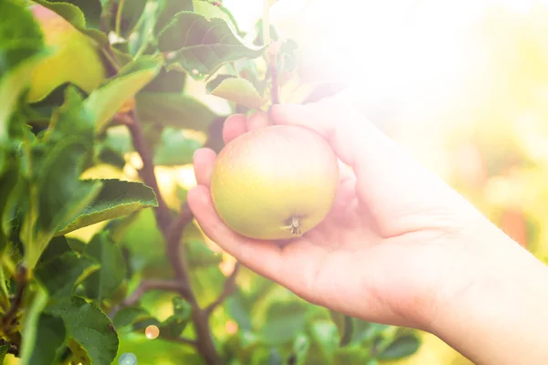 Χέρι picking μήλο από το δέντρο — Φωτογραφία Αρχείου