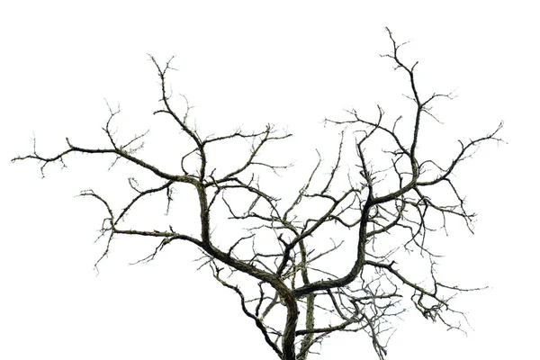干枯的树枝上白色孤立 — 图库照片