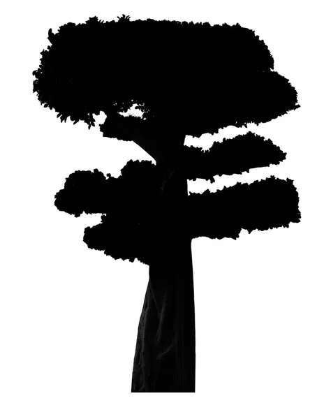 Silhouette albero tbonsai nero — Foto Stock