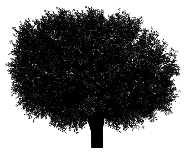 黒い木のシルエット — ストック写真