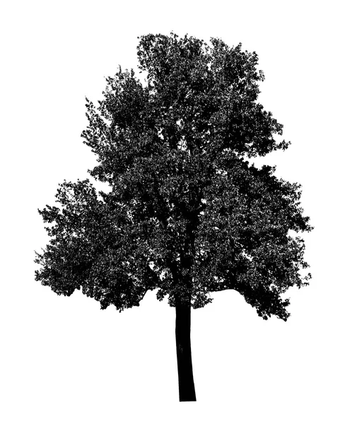 Silhouette albero nero — Foto Stock