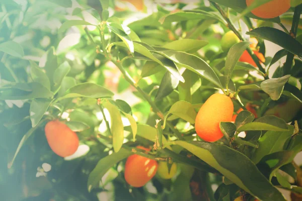 Coloridos frutos de naranja en el árbol, primer plano —  Fotos de Stock