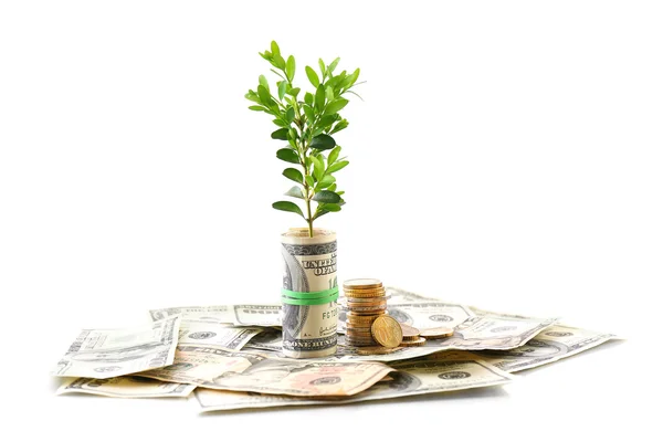 Money with growing sprout isolated on white — Stock Photo, Image